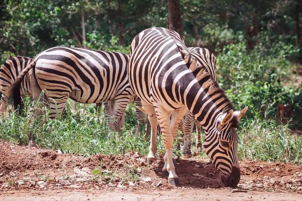 Ghana Zebra Safari